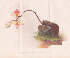 Phalaenopsis Schroederae - Orchidee Orchid / Flowers Blumen Flower Blume / Botanical Botanik Botany / Pflanze - Estampes & Gravures