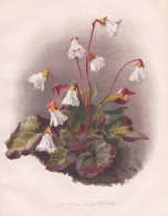 Shortia Galacifolia - Galaxblättrige Winterblatt Oconee Bells / America Amerika / Flowers Blumen Flower Blume - Prints & Engravings