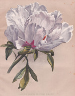 Single White Moutan Paeony - Pfingstrose Peony Paeonia / Flowers Blumen Flower Blume / Botanical Botanik Botan - Prints & Engravings