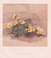 Saxifraga Boydi - Vorfrühlings-Steinbrech Rockfoils Saxifrage / Flowers Blumen Flower Blume / Botanical Botan - Prints & Engravings
