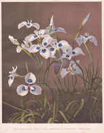 The Peacock Iris (Iris Pavonia / I. Pavonia Coerulea) - Iris Schwertlilie / Flowers Blumen Flower Blume / Bota - Prints & Engravings