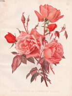 Rose Souvenir De Catherine Guillot - Rose Rosen Roses Rosa / Flower Blume Flowers Blumen / Pflanze Planzen Pla - Estampes & Gravures