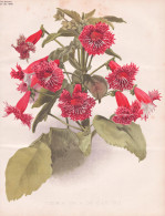 Tydaea Vaca De Castro - Kohleria / Flowers Blumen Flower Blume / Botanical Botanik Botany / Pflanze Plant Pfla - Estampes & Gravures