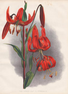 The Swamp Lily (L. Superbum) - Lilie Lily Lilies Lilien Lilium / Flowers Blumen Flower Blume / Botanical Botan - Prints & Engravings