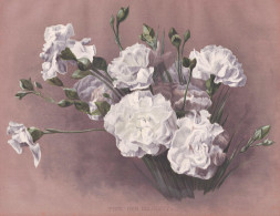 Pink 'Her Majesty' - Nelke Carnation Nelken Dianthus / Flowers Blumen Flower Blume / Botanical Botanik Botany - Prints & Engravings
