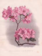 Rhododendron Praecox Rubrum - Vorfrühlings-Alpenrose Rhododendren Rhododendron / Flowers Blumen Flower Blume - Estampes & Gravures