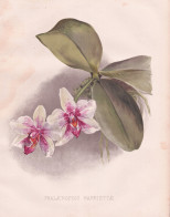 Phalaenopsis Harriettae - Phalaenopsis Harriettiae Orchidee Orchid / Flowers Blumen Flower Blume / Botanical B - Estampes & Gravures