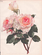 Rose Antoine Rivoire - Rose Rosen Roses Rosa / Flower Blume Flowers Blumen / Pflanze Planzen Plant Plants / Bo - Prints & Engravings