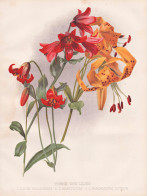 Three New Lilies / Lilium Bolanderi / L. Maritinum / L. Pardalinum Luteum - Lilie Lily Lilies Lilien / China / - Estampes & Gravures