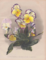 Tufted Pansies (Duchess Of Fife / Hartree) - Veilchen Pansies Violettes Pansy Stiefmütterchen Viola / Flowers - Prints & Engravings