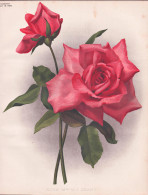 Rose Mrs. W.J. Grant - Rose Rosen Roses Rosa / Flower Blume Flowers Blumen / Pflanze Planzen Plant Plants / Bo - Estampes & Gravures