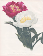 Two Single Paeonies / Margaret Attwood / The Mikado - Pfingstrose Peony Paeonia / Flowers Blumen Flower Blume - Estampes & Gravures