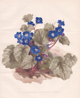 Phacelia Campanularia - Glocken-Phazelie Desert Bluebells / California Kalifornien / Flower Blume Flowers Blum - Estampes & Gravures