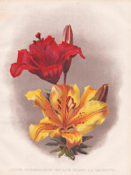 Lilium Thunbergianum. Var. 'Alice Wilson' / L. Van Houttei - Lilie Lily Lilies Lilien / Flowers Blumen Flower - Estampes & Gravures