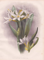 Pancratium Illyricum - Illyrische Trichternarzisse Pankrazlilie / Flowers Blumen Flower Blume / Botanical Bota - Prints & Engravings