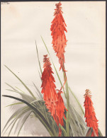 Kniphophia Nelsoni - Kniphofia Fackellilie Tritomea Torch Lily / Africa Afrika / Flower Blume Flowers Blumen / - Prints & Engravings