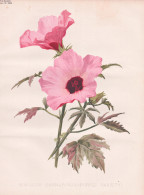 Hibiscus Cannabinus (Purple Variety) - Kenaf Hanfhibiscus Deccan Hemp Java Jute / Hibiskus Eibisch Hibiscus / - Prints & Engravings