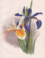 Iris Ochroleuca And I. Monspur - Steppen-Iris Schwertlilie / Russia Russland / Flowers Blumen Flower Blume / B - Estampes & Gravures