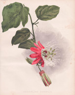 Passiflora Amabilis - Passionsblume White-crowned Passion-flower / Flower Blume Flowers Blumen / Pflanze Planz - Estampes & Gravures