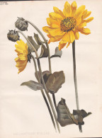 Helianthus Mollis - Behaarte Sonnenblume Hairy Sunflower / North America Nordamerika / Flower Blume Flowers Bl - Estampes & Gravures