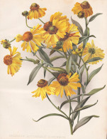 Helenium Autumnale Superbum - Sneezeweed Sonnenbraut / America Amerika / Flower Blume Flowers Blumen / Pflanze - Estampes & Gravures