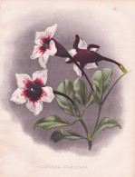 Gardenia Stanleyana - Gardenien / Sierra Leone / Flowers Blumen Flower Blume / Botanical Botanik Botany / Pfla - Prints & Engravings