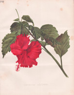 Hibiscus Archeri - Hibiskus Eibisch Hibiscus / Flower Blume Flowers Blumen / Pflanze Planzen Plant Plants / Bo - Prints & Engravings