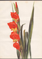 Gladiolus Quartinianus Superbus - Gladiolen Schwertblume Sword Lily / Africa Afrika / Flowers Blumen Flower Bl - Prints & Engravings