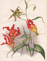 Gloriosa Superba - Ruhmeskrone Flame Lily Climbing Lily Creeping Lily Glory Lily / Südafrika South Africa / F - Prints & Engravings