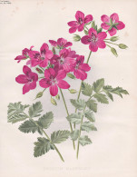 Erodium Manescavi - Pyrenäen-Reiherschnabel Garden Stork's-bill / Flower Blume Flowers Blumen / Pflanze Planz - Estampes & Gravures