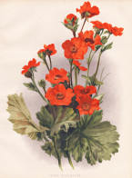 Geum Miniatum - Nelkenwurz Wood Avens / Flowers Blumen Flower Blume / Botanical Botanik Botany / Pflanze Plant - Prints & Engravings