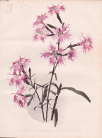 Dianthus Superbus Var Chinensis - Prachtnelke Large Pink Nelken Carnation / Flowers Blumen Flower Blume / Bota - Prenten & Gravure