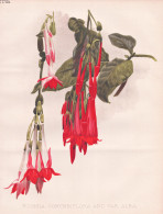 Fuchsia Corymbiflora And Var. Alba - Fuchsien / Peru / Flower Blume Flowers Blumen / Pflanze Planzen Plant Pla - Estampes & Gravures