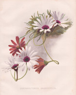 Dimorphotheca Graminifolia - Kapringelblume Glandular Cape Marigold Namaqualand Daisy Ringelblume / South Afri - Prints & Engravings