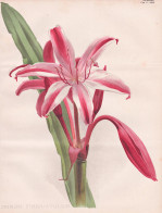 Crinum Fimbriatulum - Hakenlilie / Flower Blume Flowers Blumen / Pflanze Planzen Plant Plants / Botanical Bota - Prints & Engravings