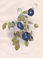 Clitoria Ternatea - Blaue Klitorie Asian Pigeonwings Blue Pea / Asia Asien Vietnam / Flowers Blumen Flower Blu - Prenten & Gravure