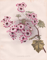 Cineraria Aurita -  Cinerarie Zinerarie / Madeira Madera / Flowers Blumen Flower Blume / Botanical Botanik Bot - Prenten & Gravure