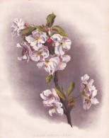 Cerasus Pseudo-Cerasus - Chinese Sour Cherry / Flowers Blumen Flower Blume / Botanical Botanik Botany / Pflanz - Estampes & Gravures
