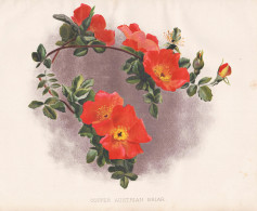 Copper Austrian Briar - Rose Rosa Roses Rosen Austrian Copper Rose / Georgia Georgien / Flowers Blumen Flower - Prenten & Gravure