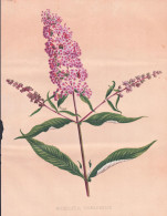 Buddleia Variabilis - Schmetterlingsflieder Summer Lilac, Butterfly-bush / Flowers Blumen Flower Blume / Botan - Estampes & Gravures