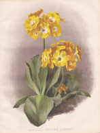 Auricula 'Golden Queen' - Aurikel Mountain Cowslip Primel Primrose / Flowers Blumen Flower Blume / Botanical B - Prenten & Gravure