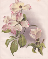 Benthamia Fragifera - Bentham's Cornel Evergreen Dogwood / Himalaya / Flowers Blumen Flower Blume / Botanical - Prints & Engravings