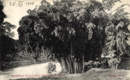 CPA Peradeniya Sri Lanka, Gärten, Bambus - Sri Lanka (Ceylon)