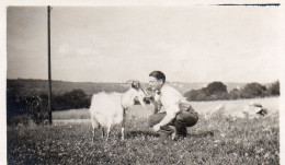 Photographie Vintage Photo Snapshot Chèvre Goat Drôle Funny  - Other & Unclassified