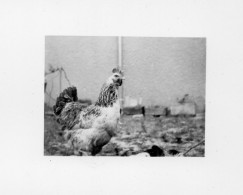 Photographie Vintage Photo Snapshot Poule Hen  - Other & Unclassified