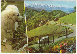 Sites Pyrénéens: SIMCA ARONDE CHATELAINE - Le Col De Port, Le CHIEN Des Pyrénées - (France) - Voitures De Tourisme