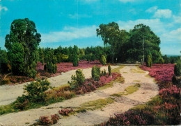 Germany Forest Scenery Flowery Field Place To Identify - Sonstige & Ohne Zuordnung