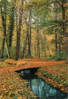 Germany Forest Scenery Autumn Colours Place To Identify - Sonstige & Ohne Zuordnung