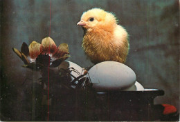 Easter Greetings Chicken Eggs And Flower - Pasqua