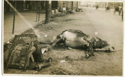 China Dead Mule Horse Donkey Street Photo - China